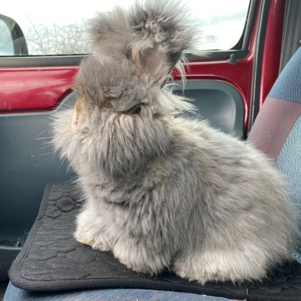 Malakai, angora anglais de 4 mois