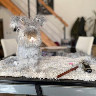 Malakai, angora anglais en plein toilettage