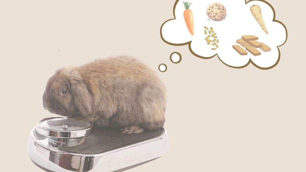 Obésité du lapin, que faire ?