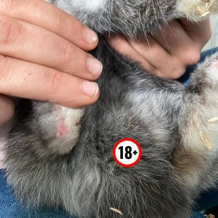 Pododermatite chez le lapin