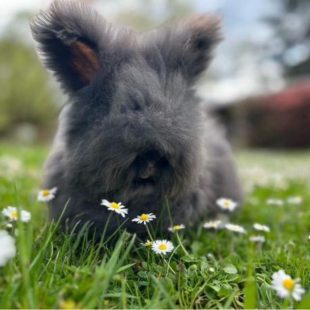 Sora, lapin angora anglais