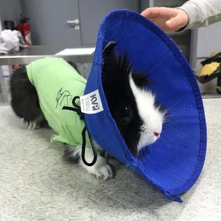 Stérilisation du lapin