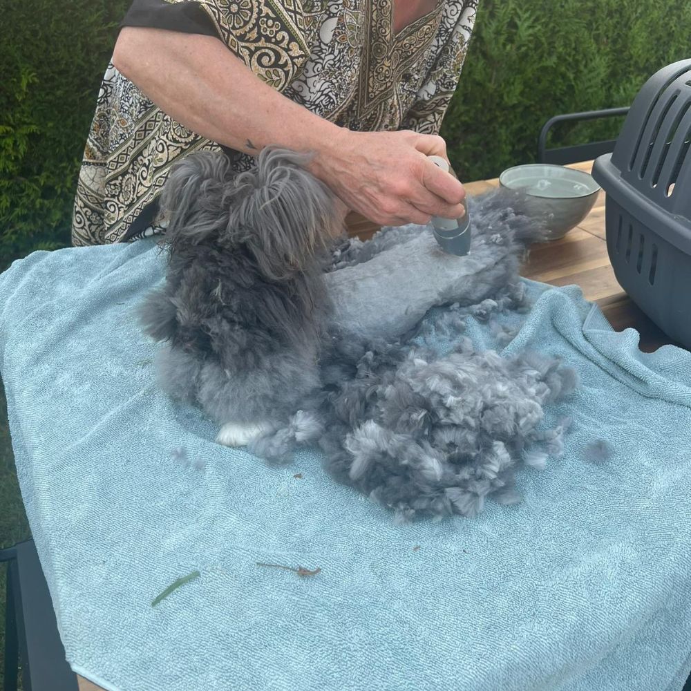 Tonte du lapin angora anglais