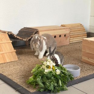 Verdure pour les lapins