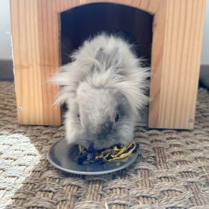 Duo de fleurs, friandise naturelle pour les lapins