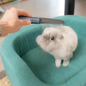 Peigne pour lapins, aère et démêle le pelage