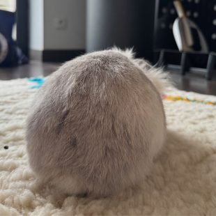 Ma lapin Teddy couchée au sol, de dos, m'ignorant totalement.