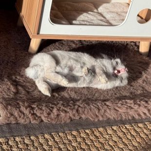 Teddy, ma lapine en pleine sieste