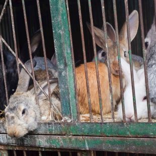 Le syndrome de Noé, maladie psychiatrique constituant à cumuler trop d'animaux sans pouvoir subvenir à leurs besoins