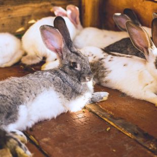 Le syndrome de Noé, maladie psychiatrique constituant à cumuler trop d'animaux sans pouvoir subvenir à leurs besoins