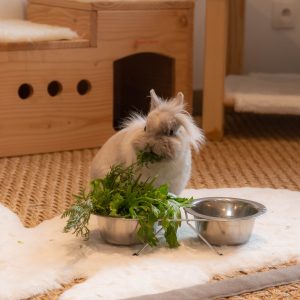 Set d'écuelles en inox, boisson et alimentation pour les lapins