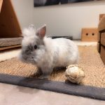 Coffret de balles pour lapin, jouet 100% comestible et naturel