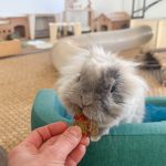 Particules fines aux éclats de fraise pour lapins
