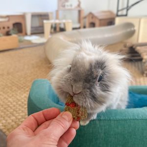 Particules fines aux éclats de fraise pour lapins