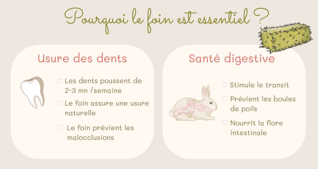 Mon lapin ne mange pas son foin, que faire ? Grâce à la box foin nous avons une solution a vous proposer.