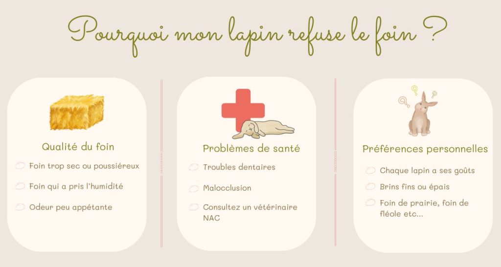 Mon lapin ne mange pas son foin, que faire ? Grâce à la box foin nous avons une solution a vous proposer.