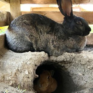 Luna, Coquillette et leur terrier